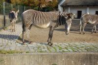Imagine atasata: Zoo Berlin 0593.JPG